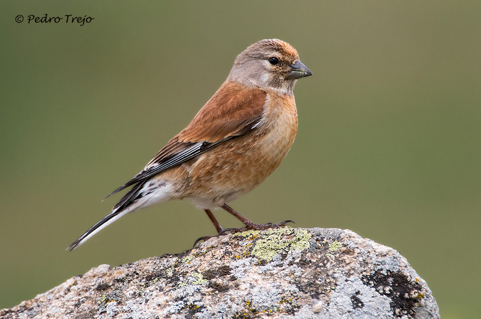 Pardillo común (Carduelis cannabina)